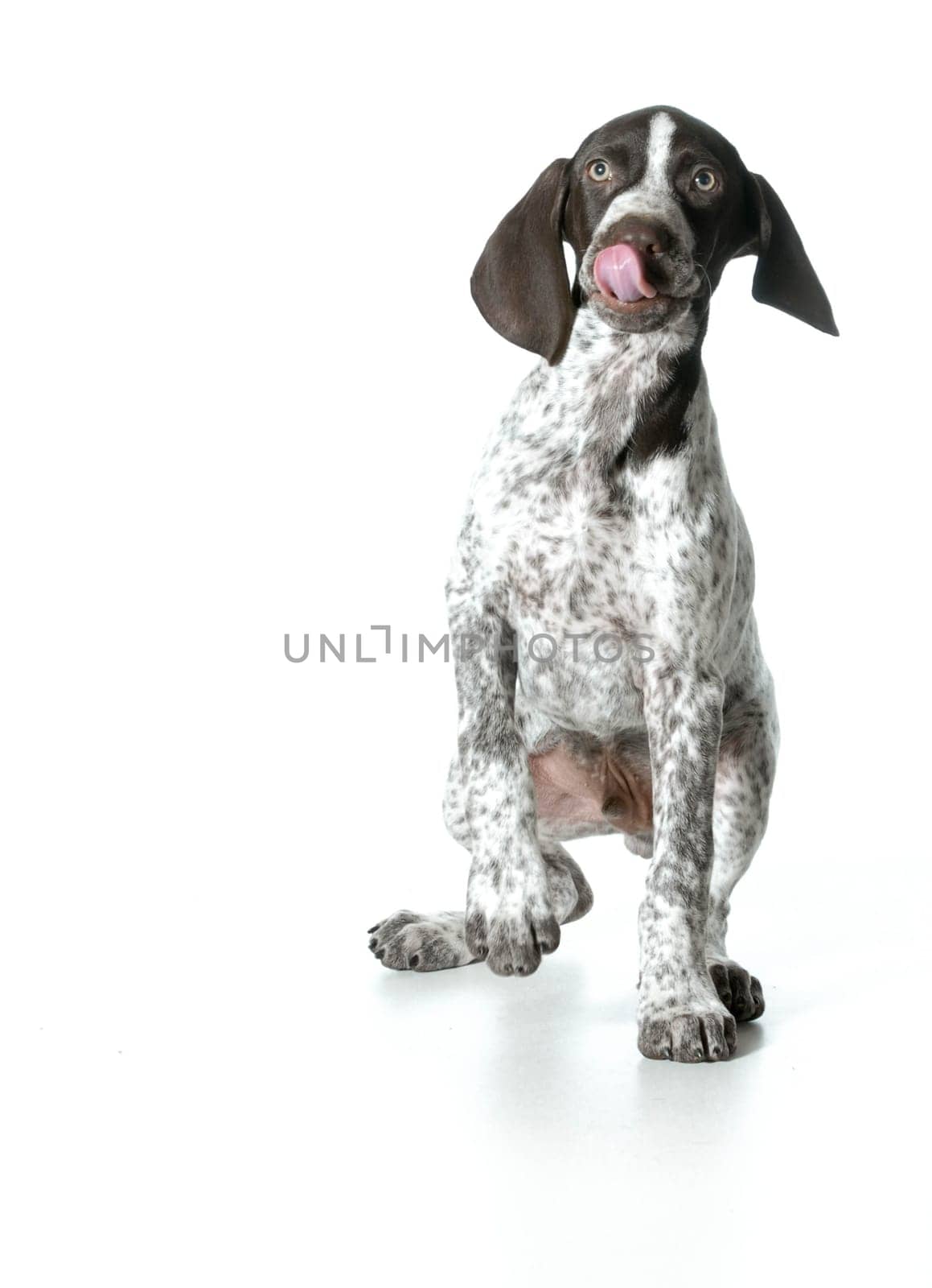 puppy playing - german shorthaired pointer in playful pose isolated on white background