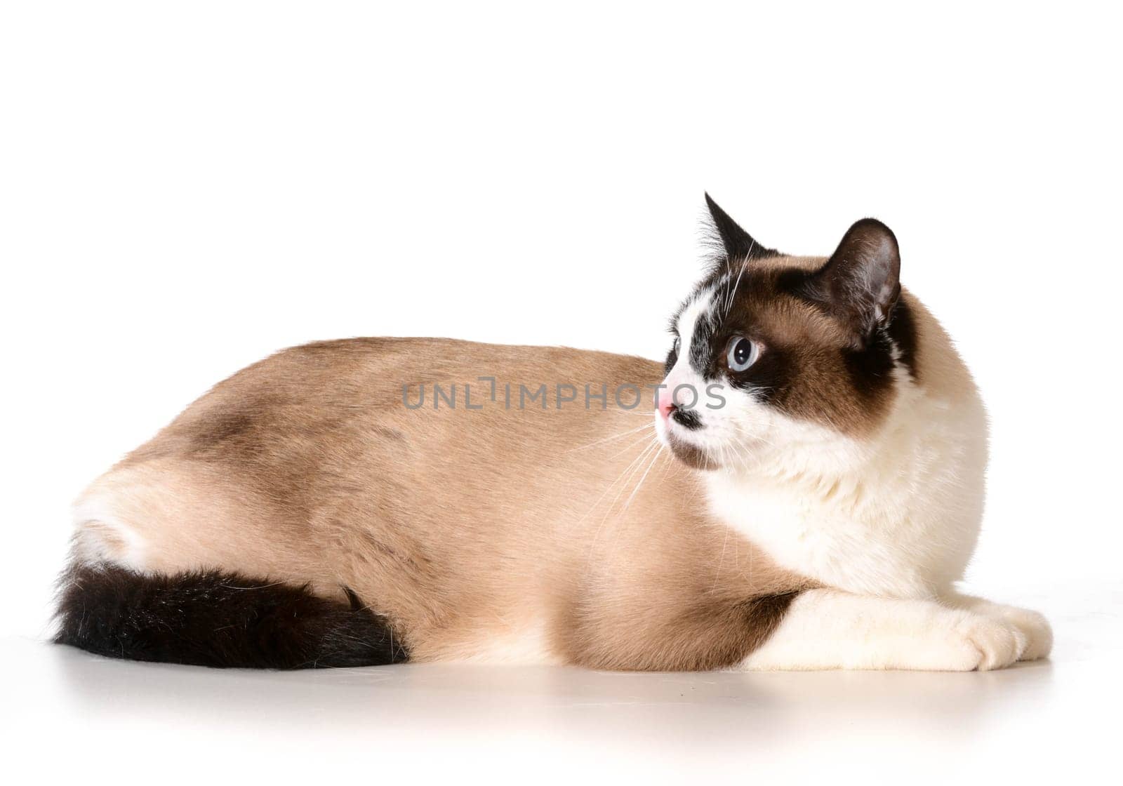 ragdoll cat laying down isolated on white background
