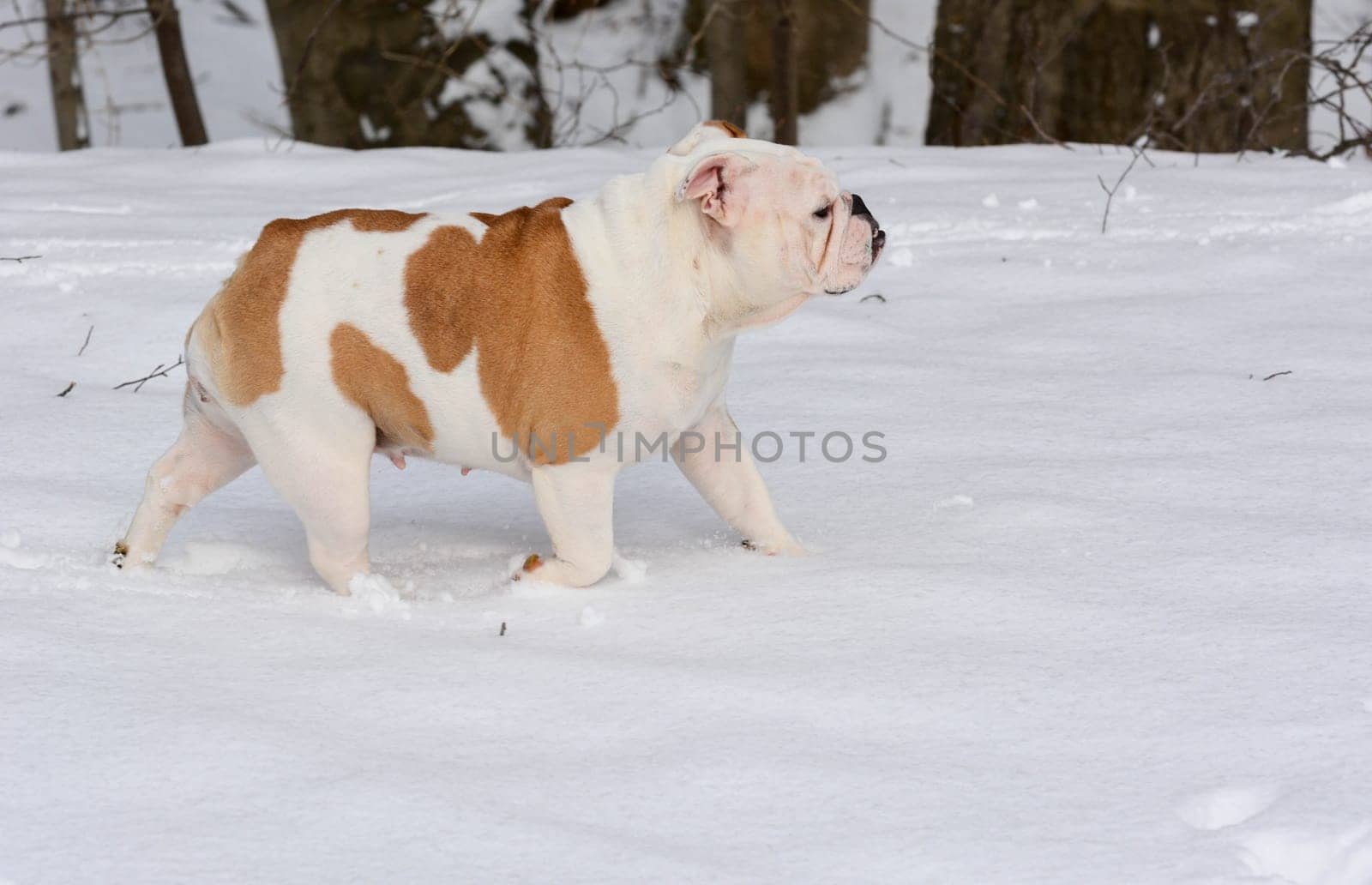 dog in the snow - english bulldog in the snow