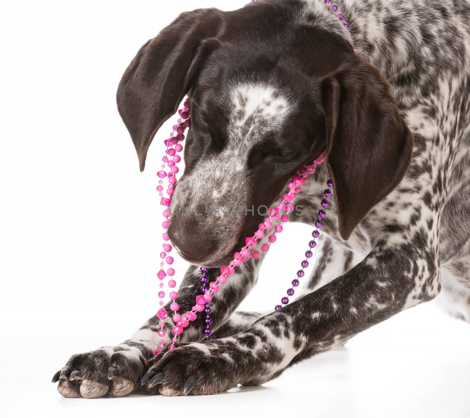 bad dog - naughty german shorthaired pointer chewing on beads isolated on white background