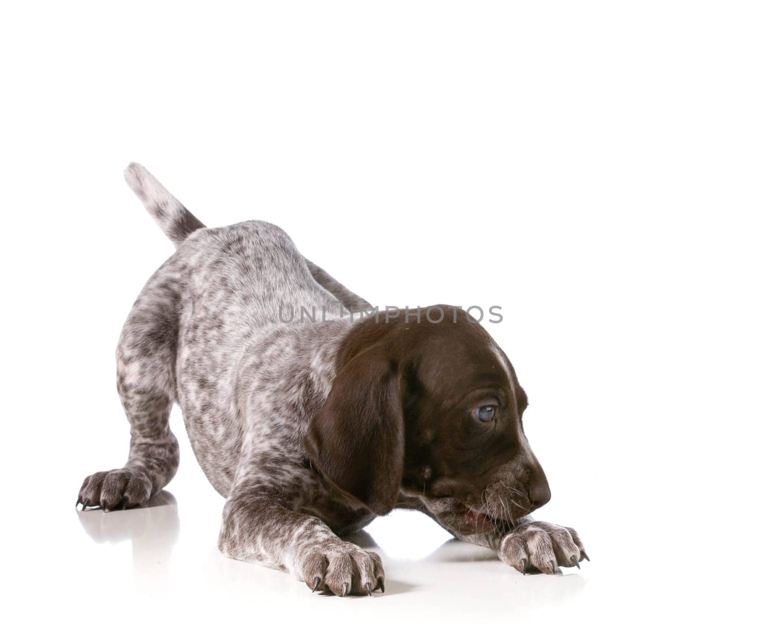 playful puppy - german shorthaired pointer puppy playing isolated on white background