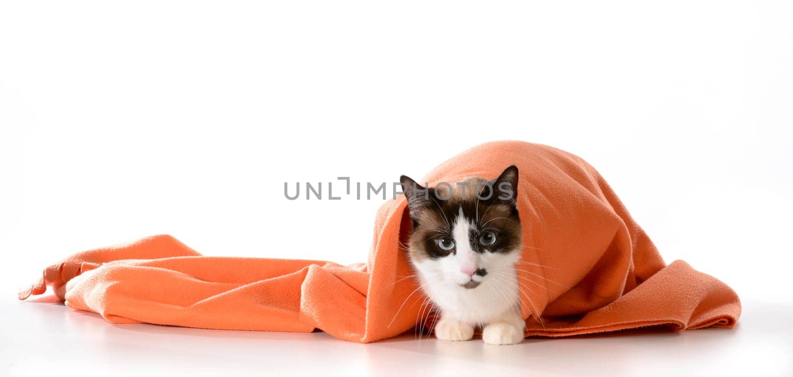cat hiding under covers - ragdoll sitting under orange blanket on white background - male