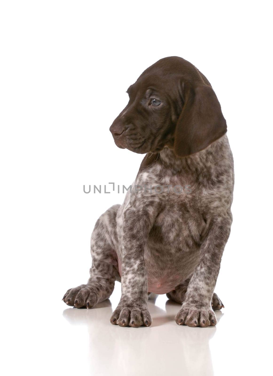 german shorthaired pointer puppy sitting isolated on white background