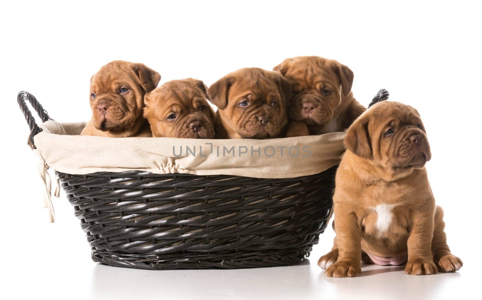 litter of puppies in a basket - dogue de bordeaux - 5 weeks old