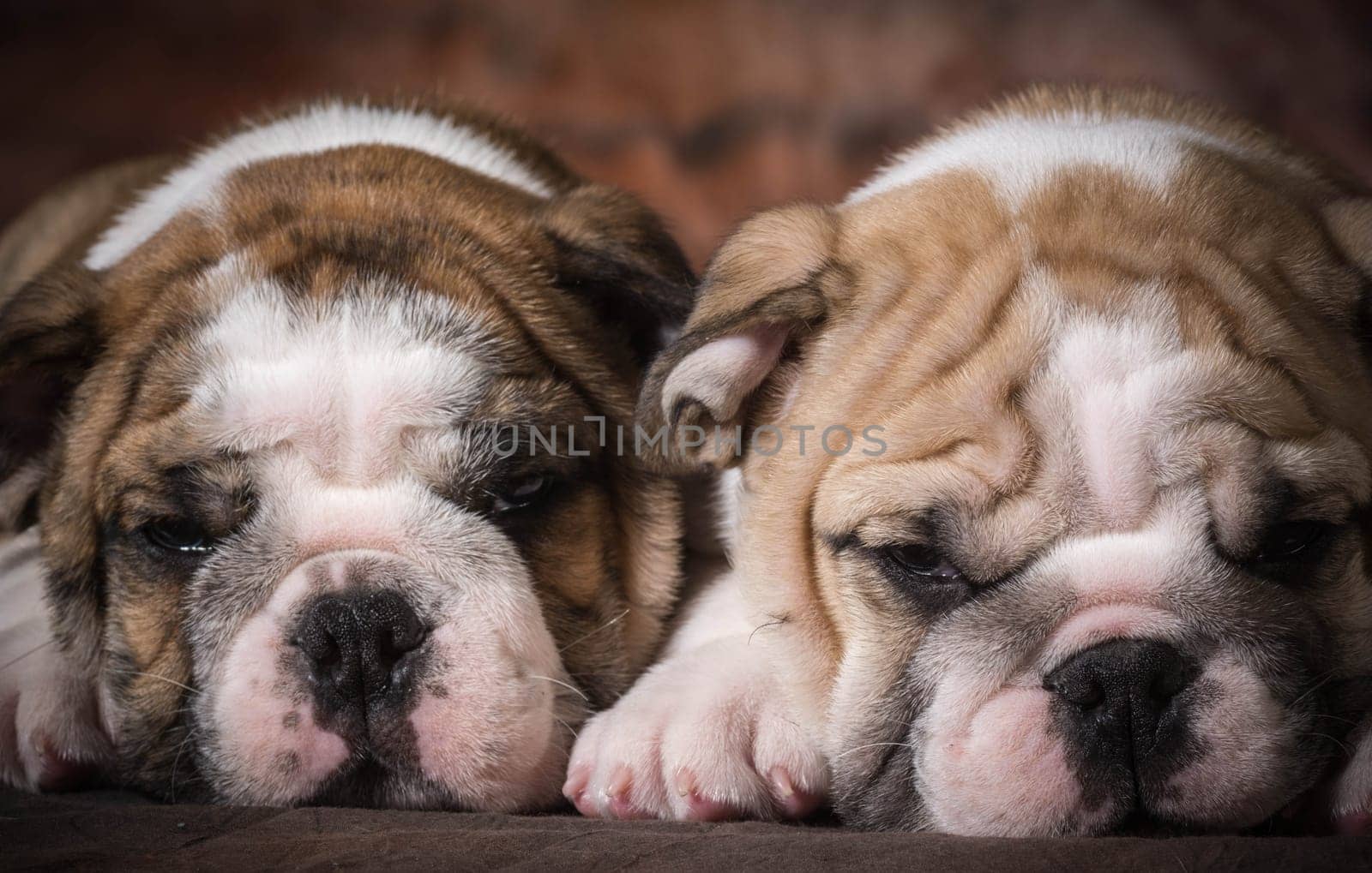cute puppies - two english bulldog puppies - 8 weeks old
