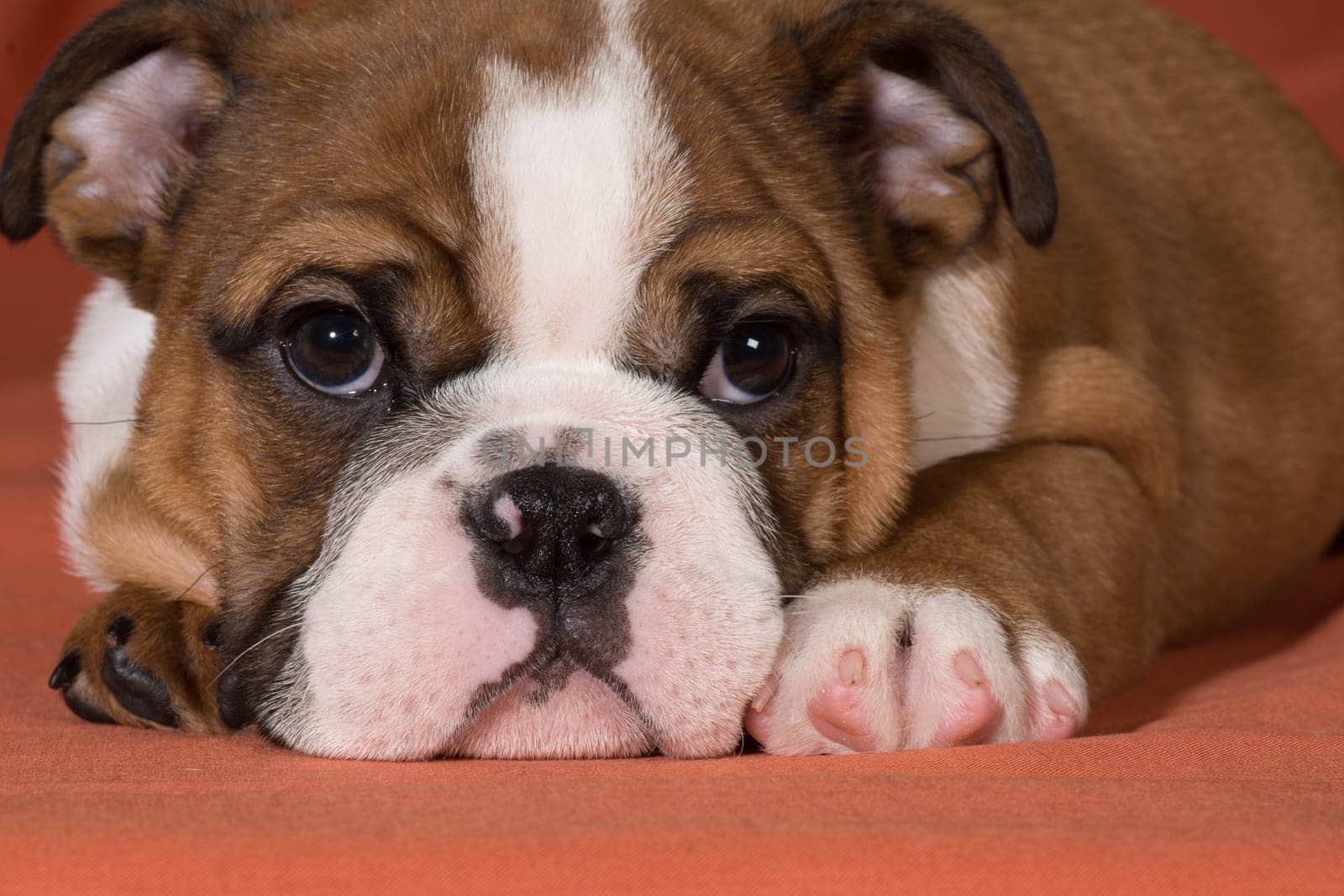 english bulldog puppy laying down close up - 10 weeks old