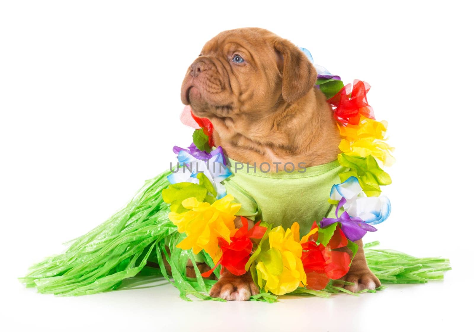 hula dog - dogue de bordeaux wearing grass skirt and lei