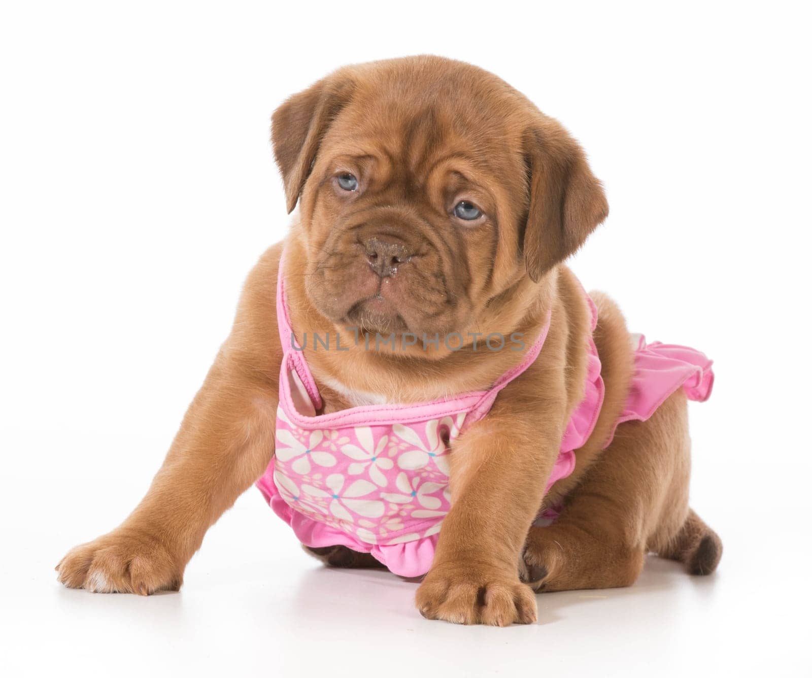dog wearing bikini - dogue de bordeaux wearing swimsuit isolated on white background - 5 weeks old