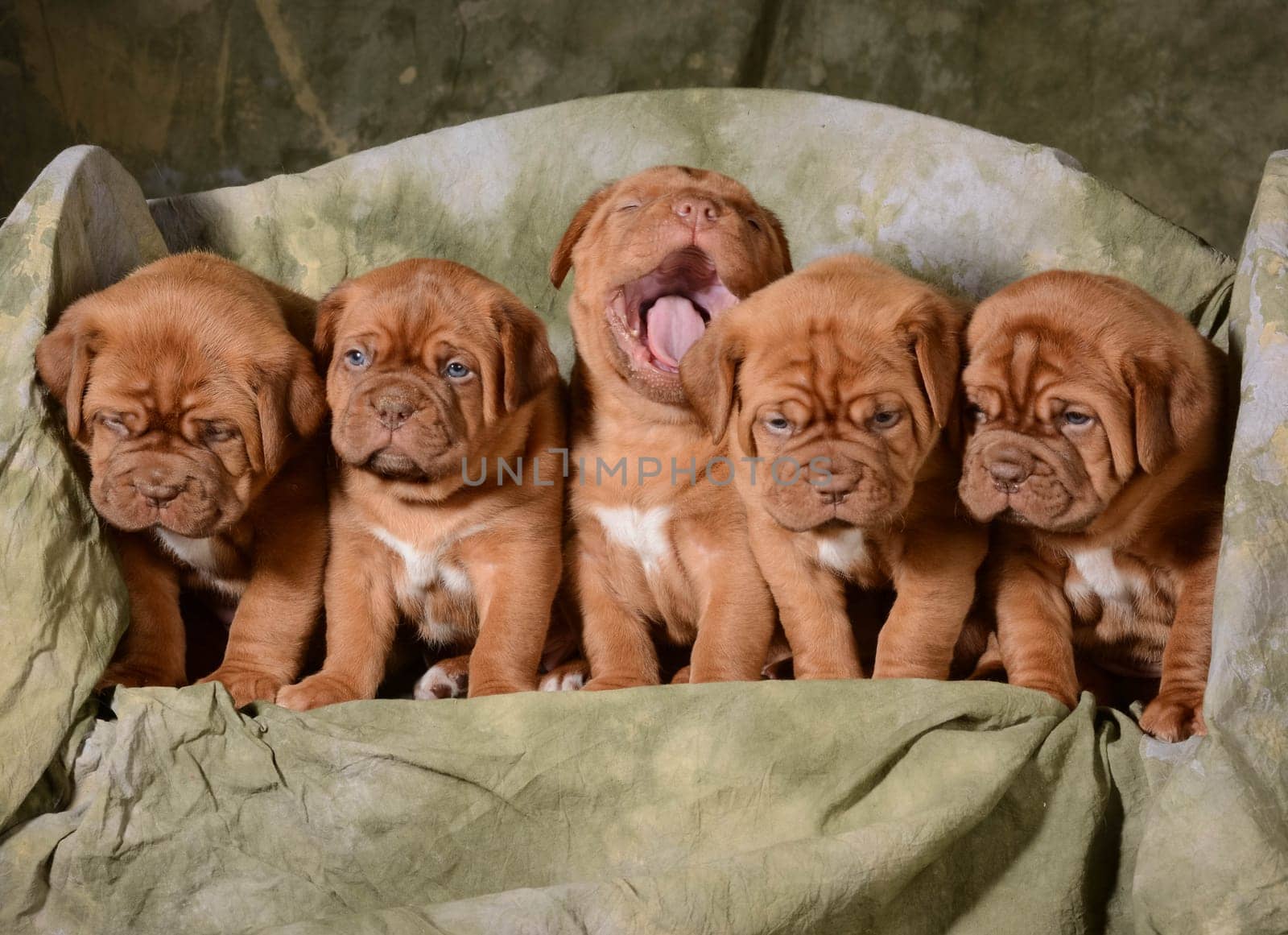 litter of dogue de bordeaux puppies - 5 weeks old