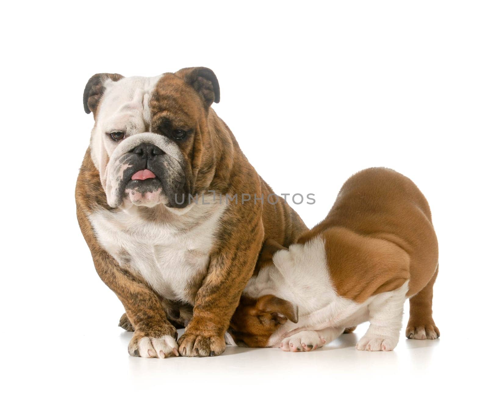 nursing mother dog - english bulldog with puppy isolated on white background