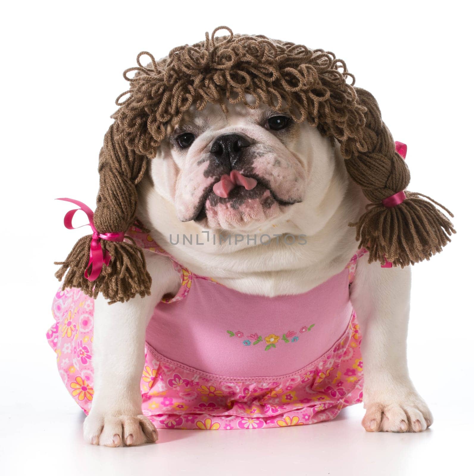 female dog - english bulldog wearing pink dress and pigtail wig isolated on white background
