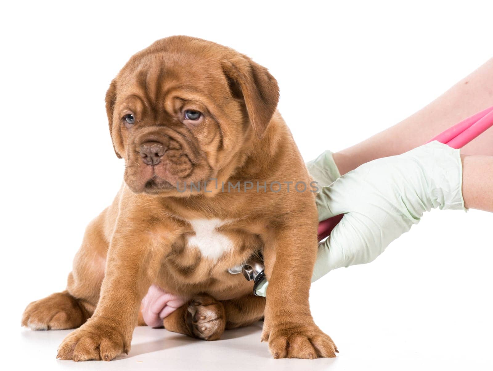 veterinary care - dogue de bordeaux being examined by veterinarian isolated on white background