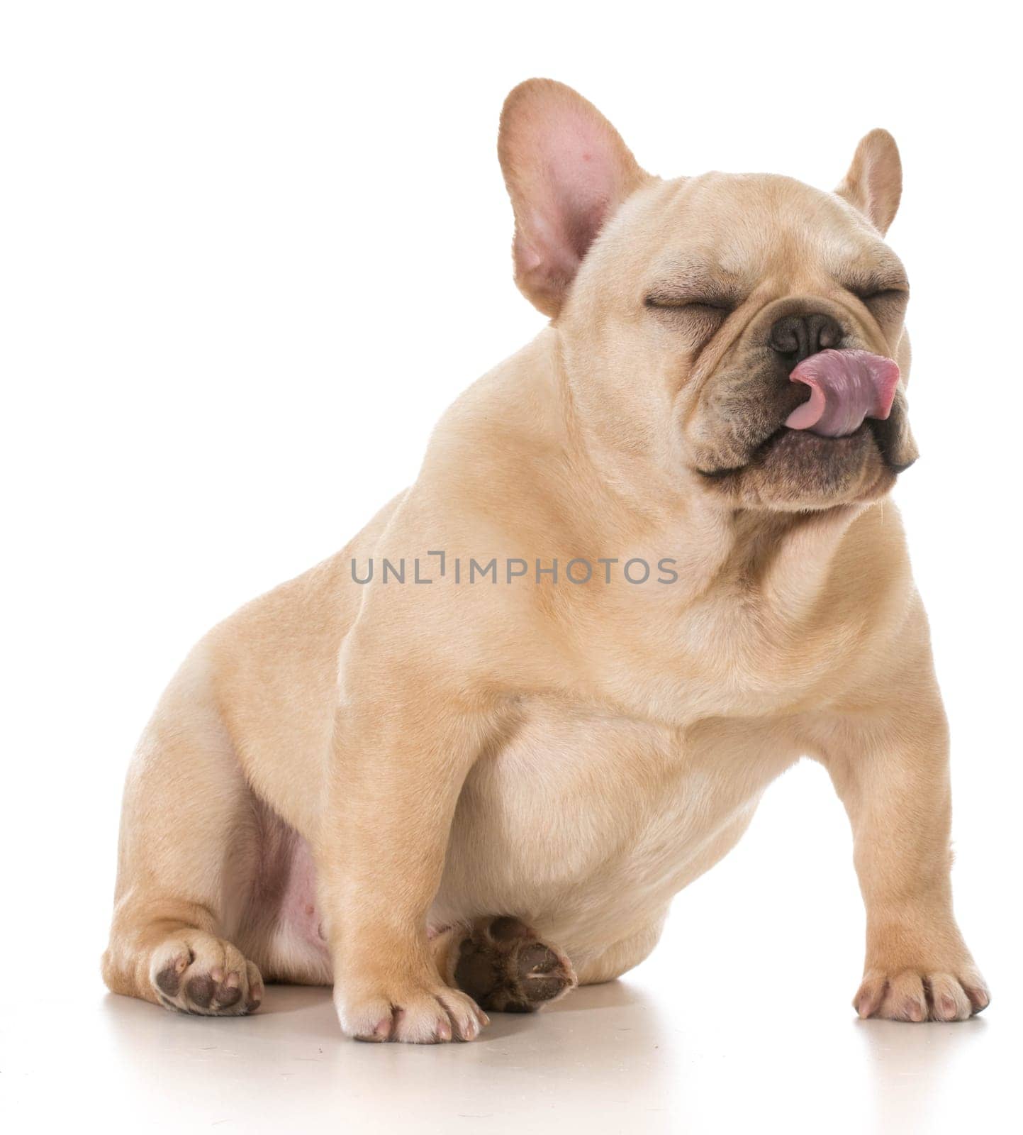 dog licking lips - french bulldog licking lips isolated on white background