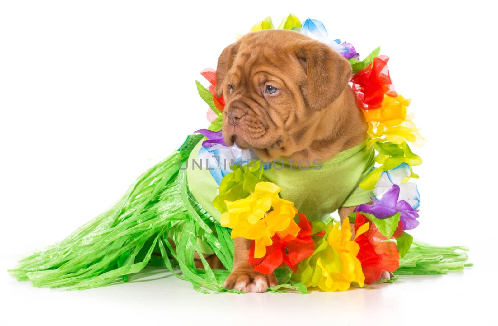 hula dog - dogue de bordeaux wearing grass skirt and lei