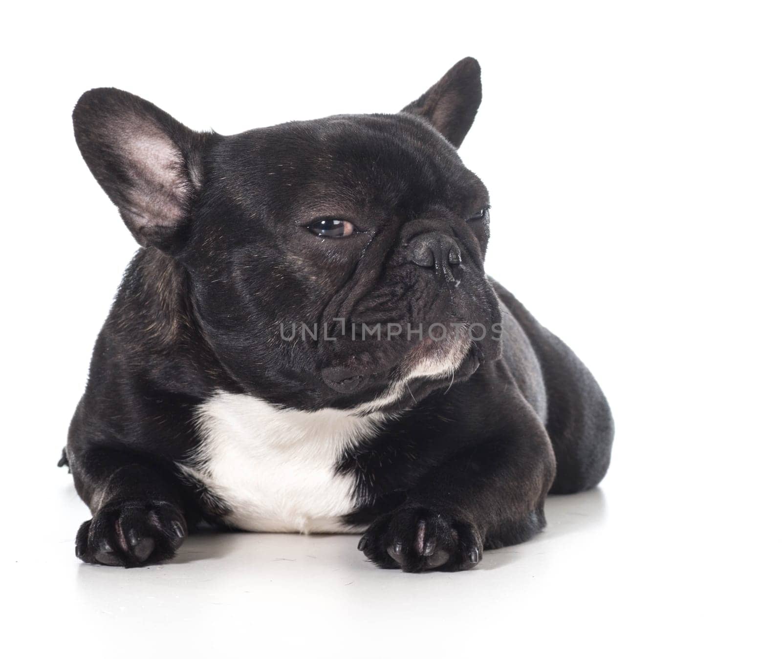 french bulldog laying down isolated on white background