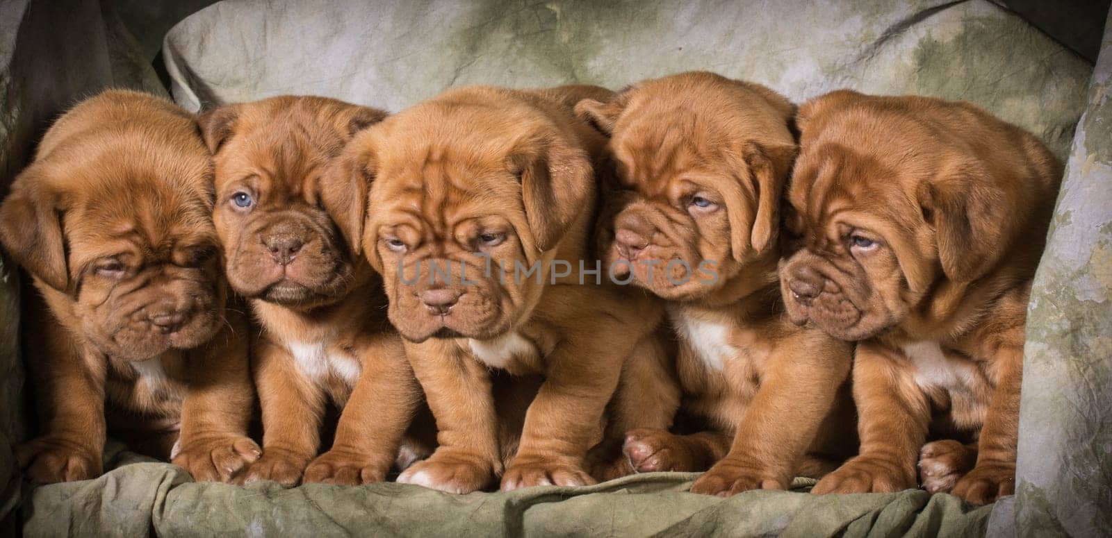 litter of dogue de bordeaux puppies - 5 weeks old