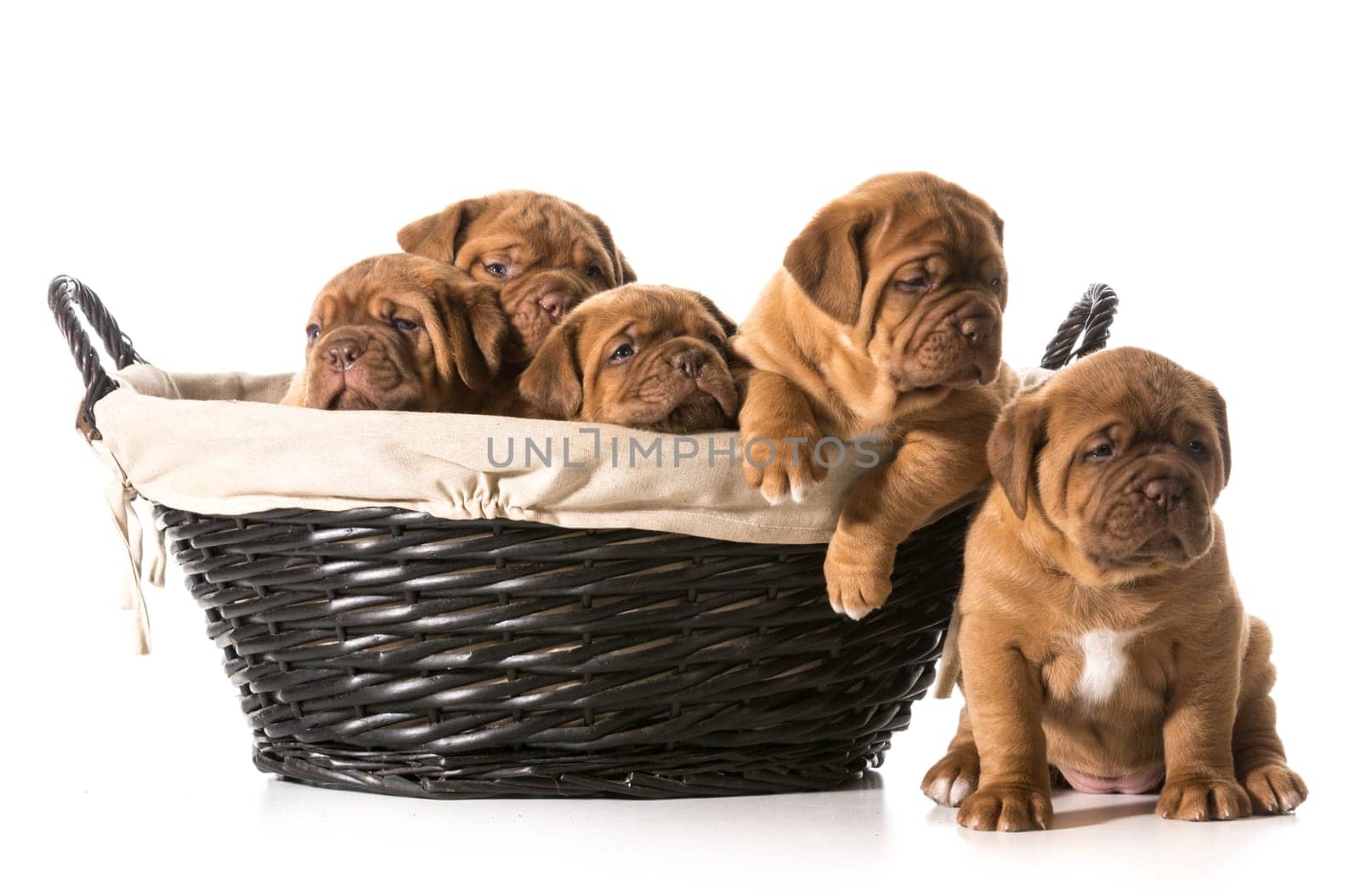 litter of puppies in a basket - dogue de bordeaux - 5 weeks old