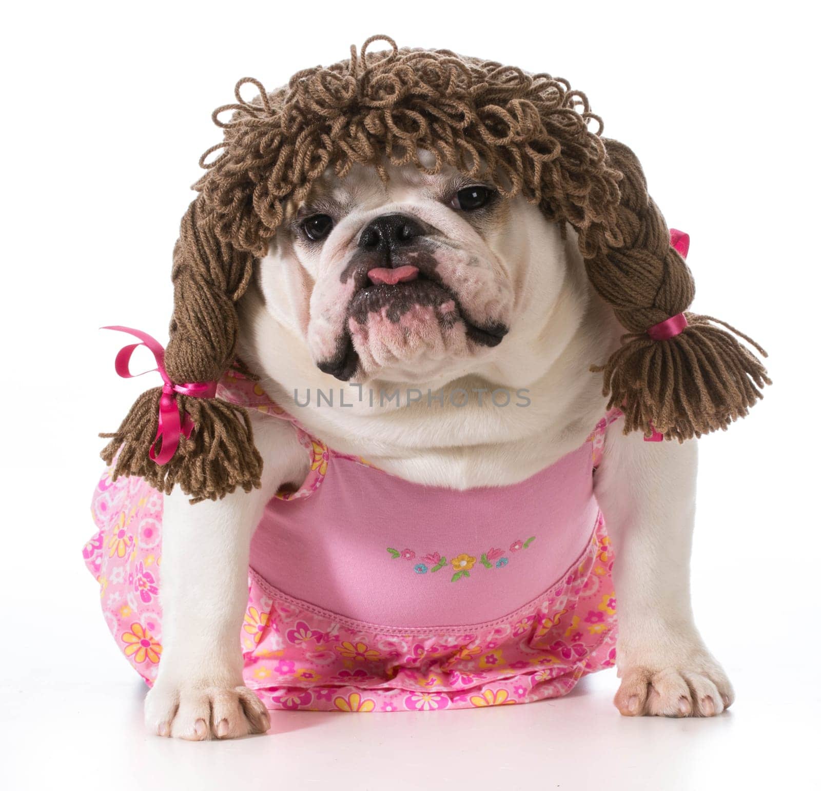 female dog - english bulldog wearing pink dress and pigtail wig isolated on white background