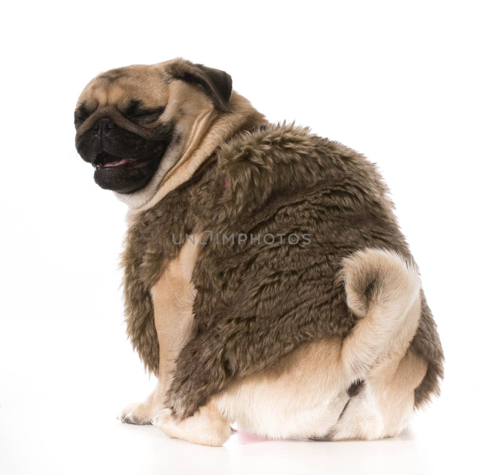dog laughing - pug wearing fur coat with funny expression isolation on white background