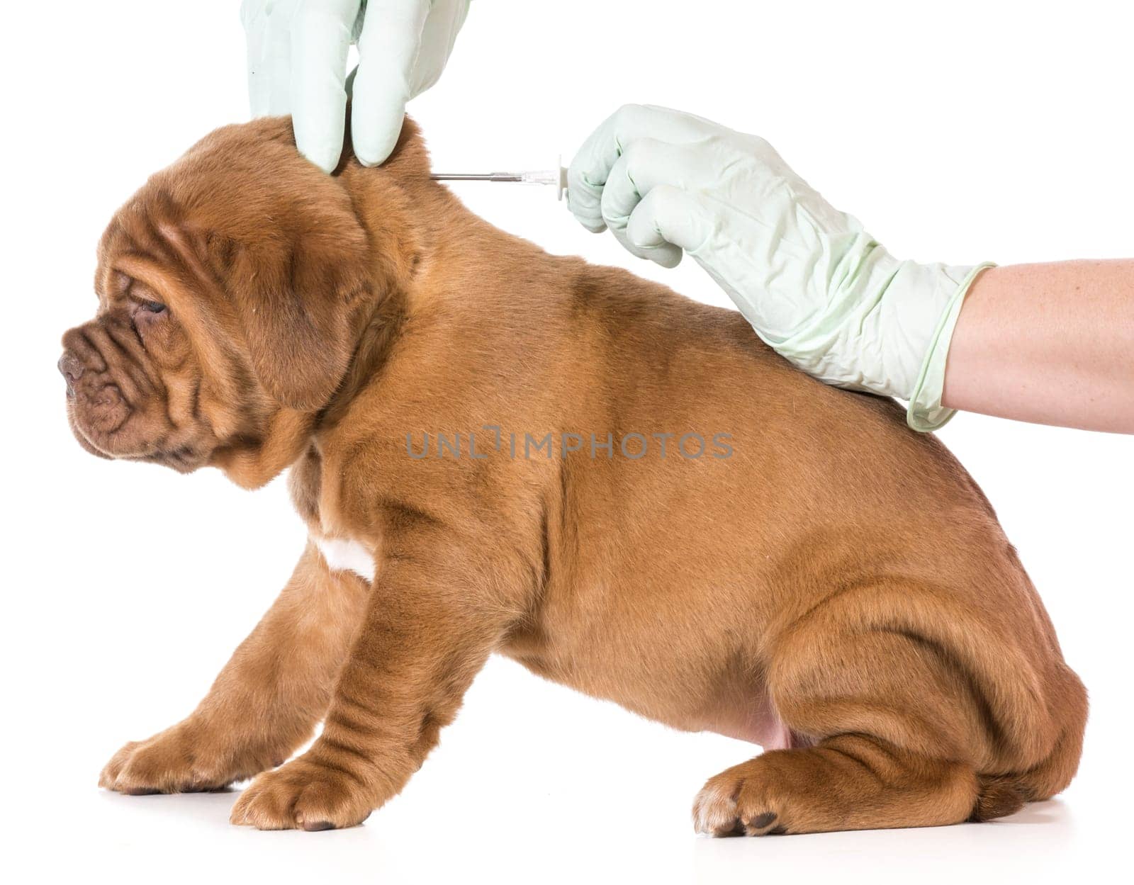 veterinary care - dogue de bordeaux being microchipped isolated on white background - 6 weeks old