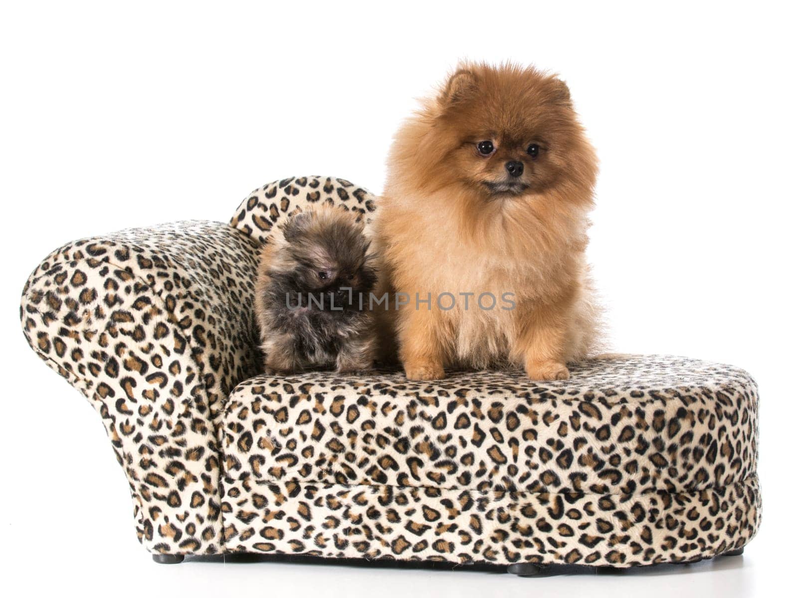 pomeranian adult and puppy on a couch