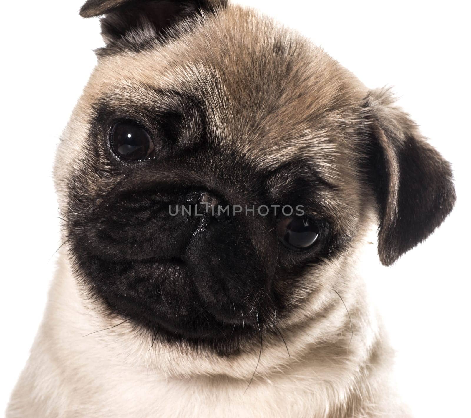 pug puppy portrait isolated on white background