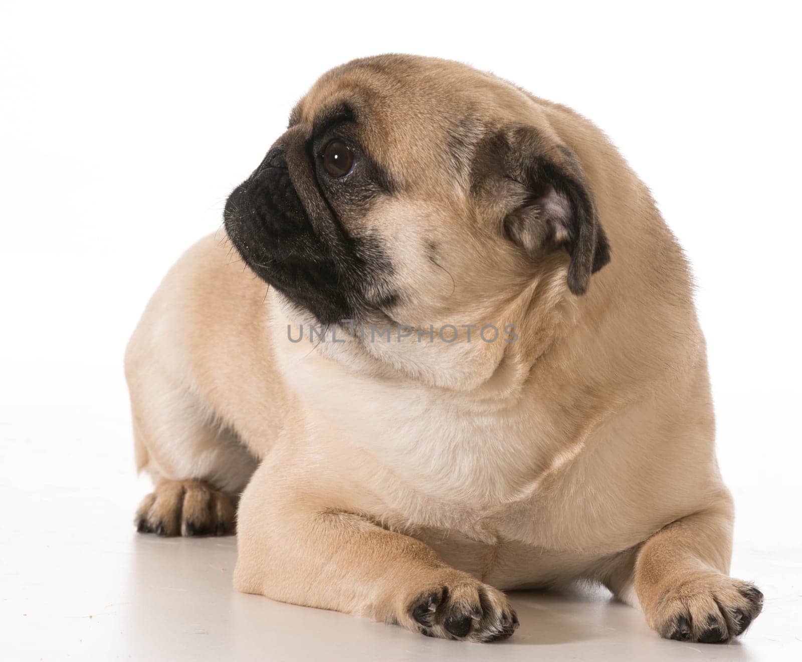 pug laying down isolated on white background