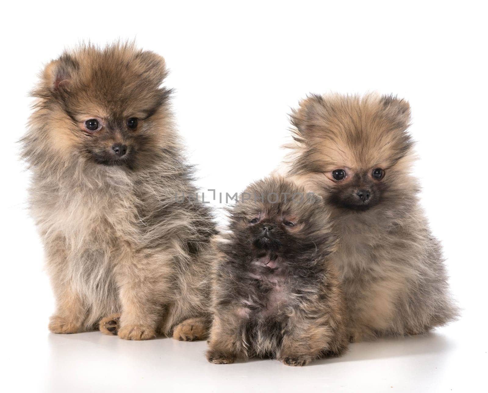 three pomeranian puppies sitting on white background