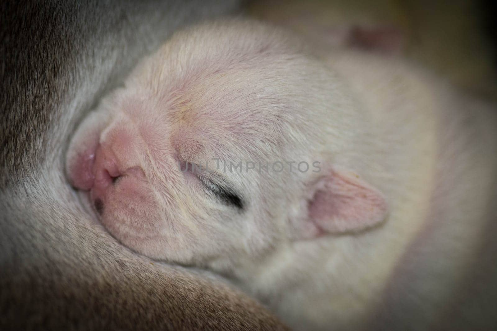 newborn puppy - english bulldog puppy 7 days old