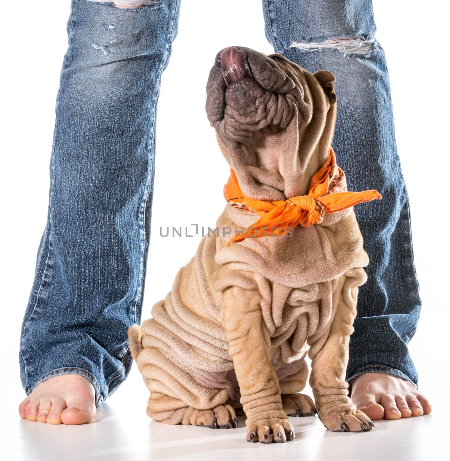 dog and owner - chinese shar pei sitting beside owner isolated on white background