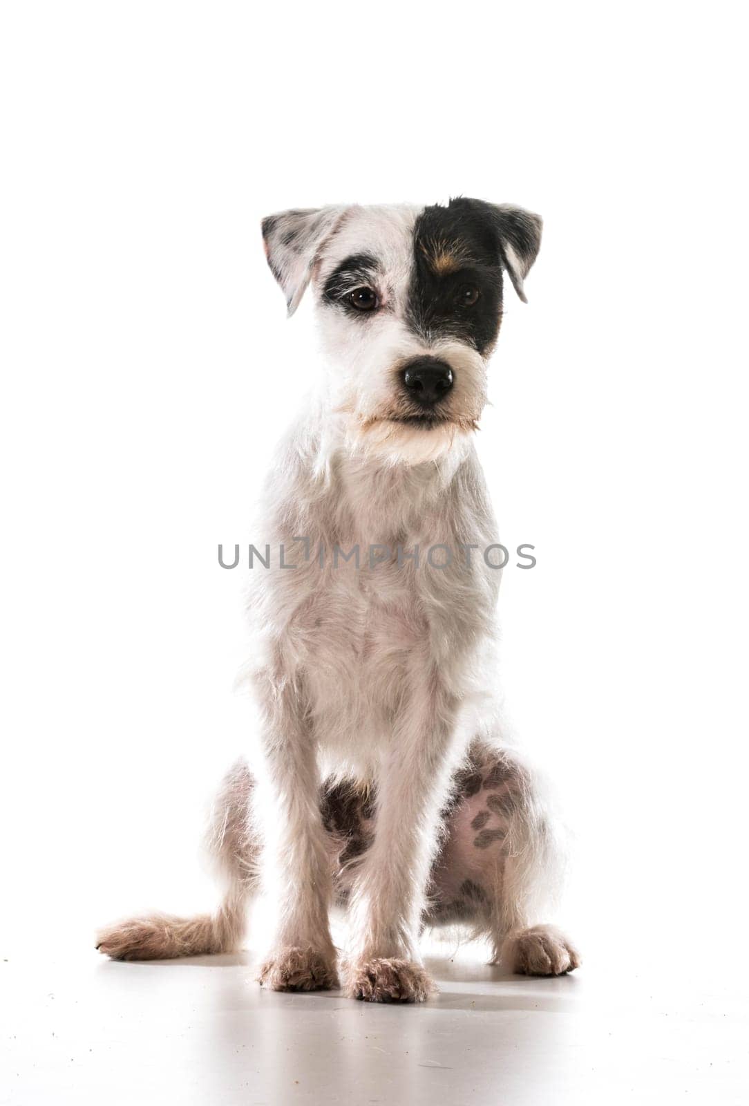 jack russel terrier sitting