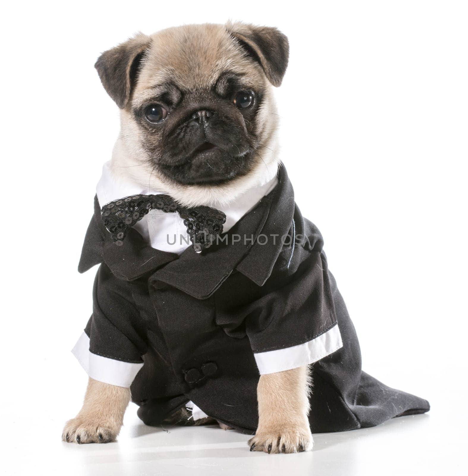formal dog - pug wearing tuxedo isolated on white background