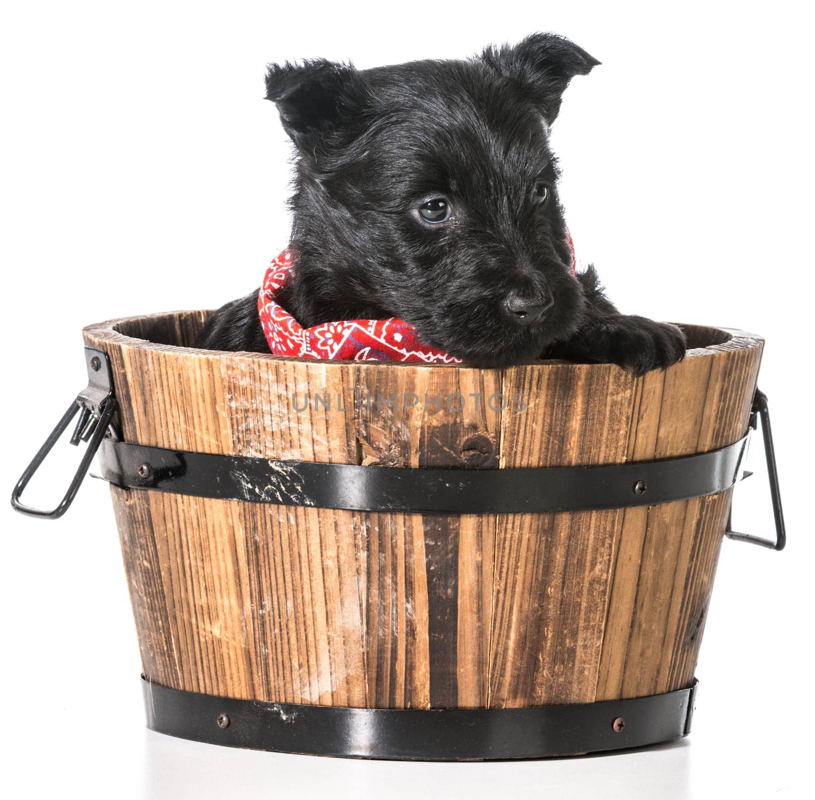 scottish terrier puppy in a wash basin isolated on white background - 4 weeks old
