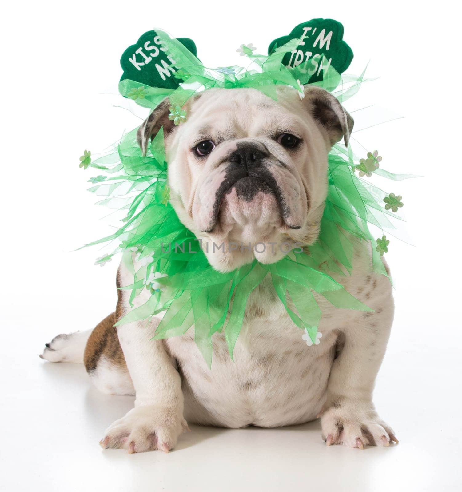 St. Patricks Day dog - english bulldog wearing kiss me I'm Irish headband isolated on white background