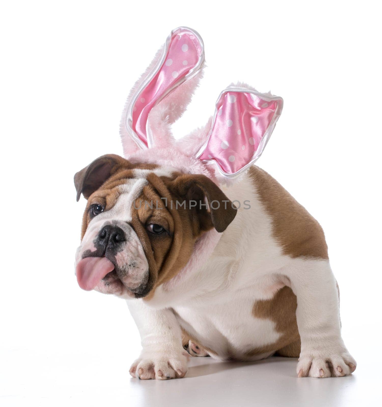 english bulldog wearing bunny ears