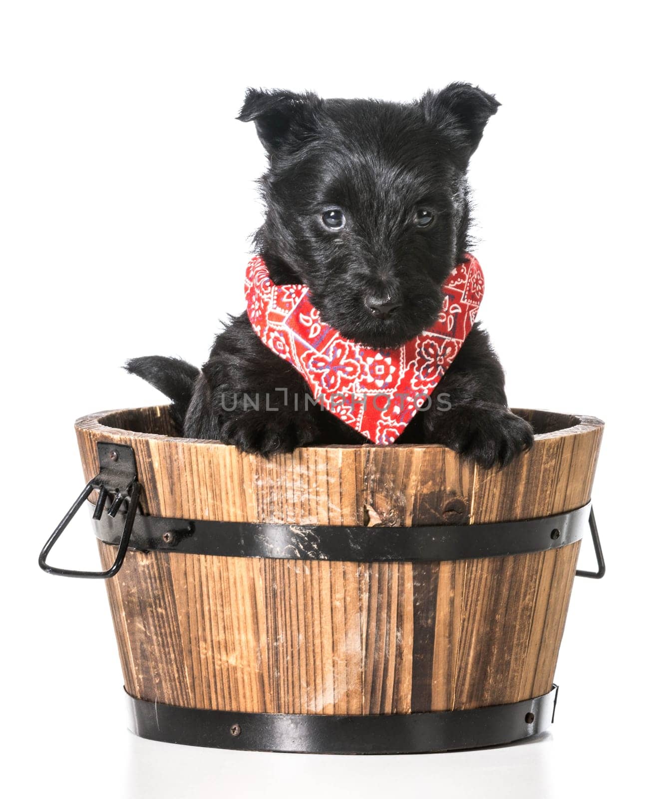 scottish terrier puppy in a wooden wash basin isolated on white background