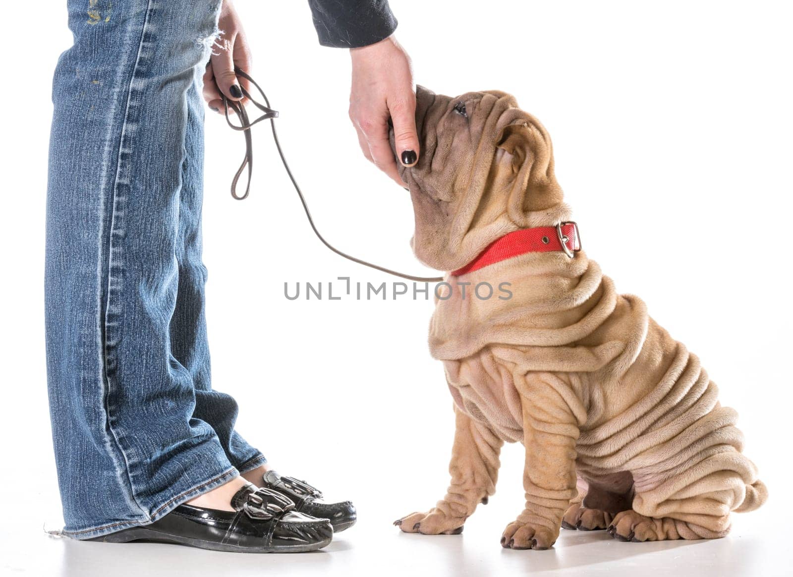 dog training - chinese shar pei sitting in heal postion