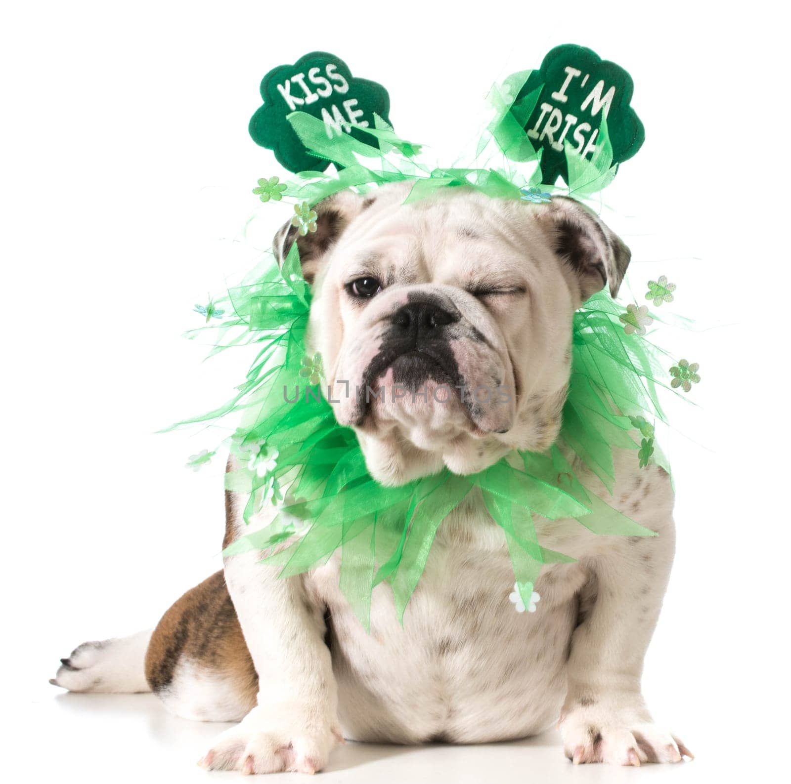 St. Patricks Day dog - english bulldog wearing kiss me I'm Irish headband isolated on white background