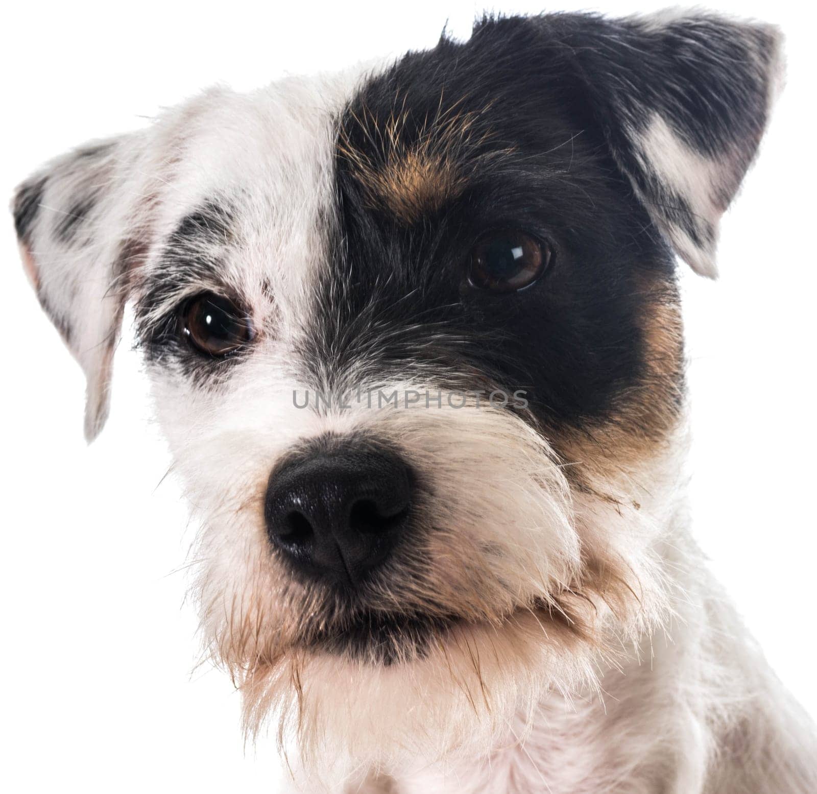 jack russel terrier portrait