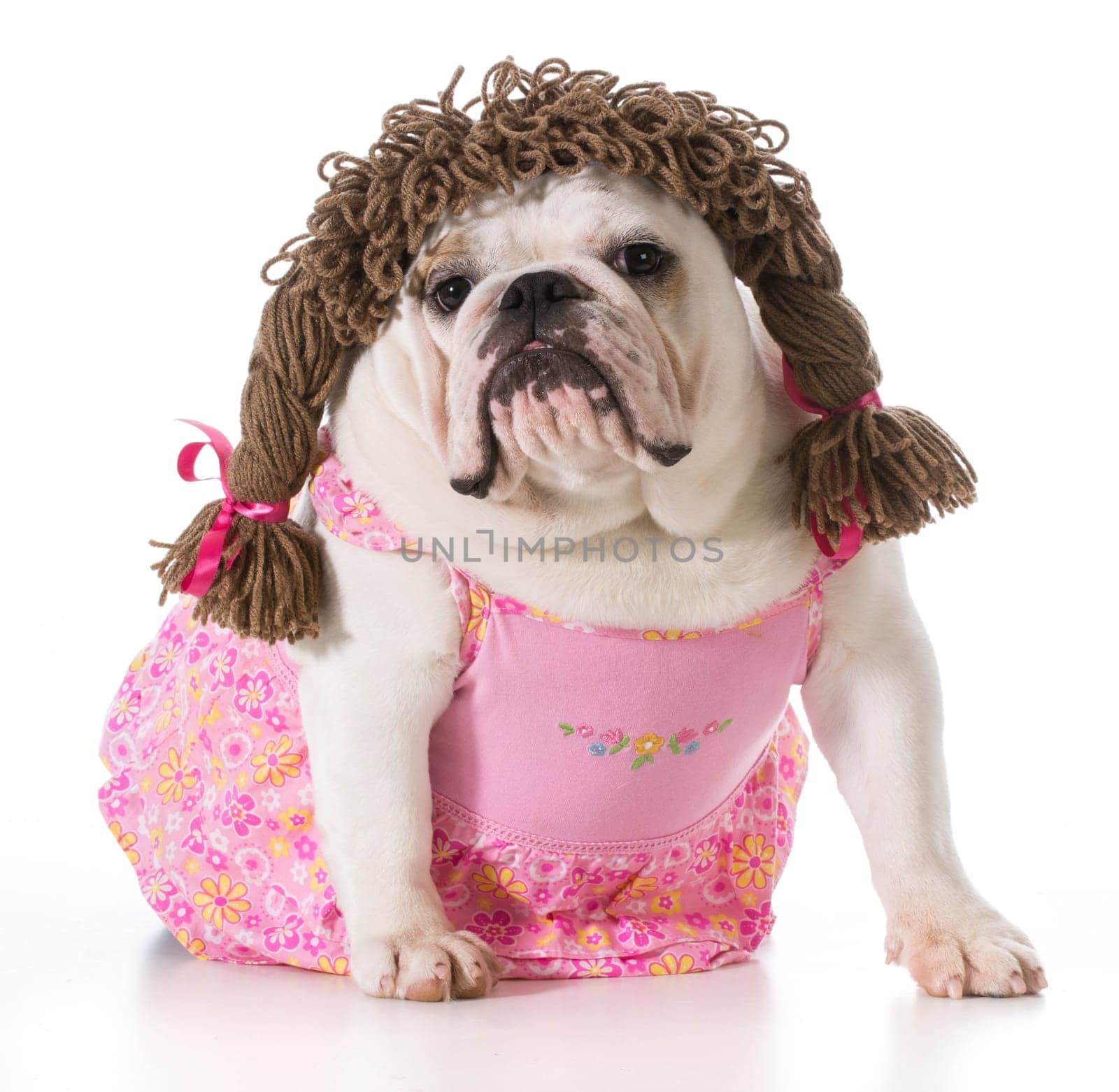 female dog - english bulldog wearing pink dress and pigtail wig isolated on white background