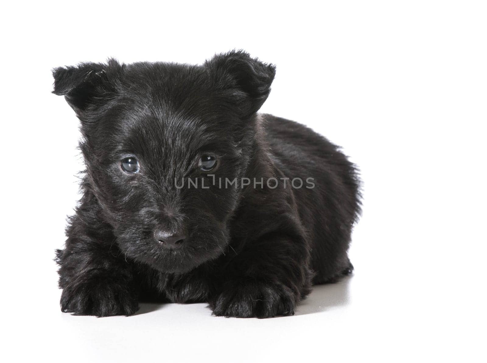 Scottish Terrier puppy laying down looking at viewer isolated on white background