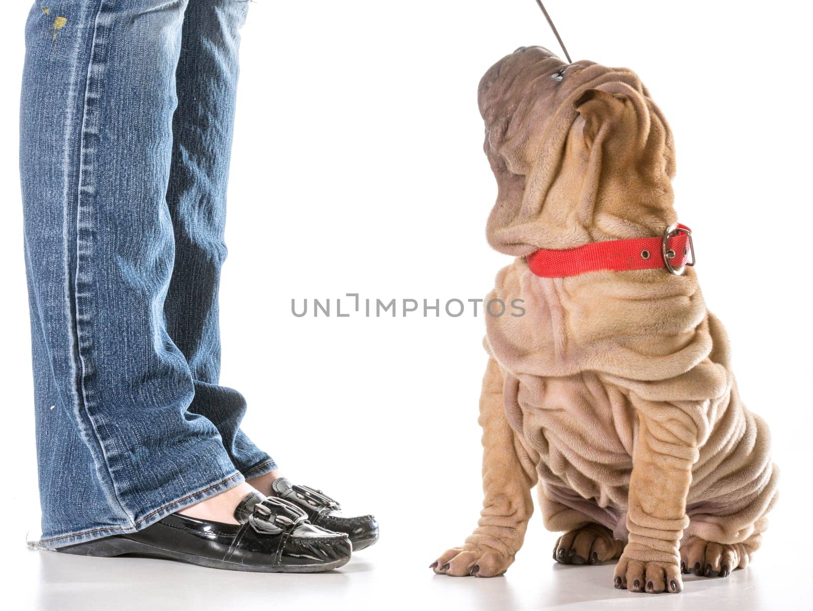 dog training - chinese shar pei sitting with collar and leash on looking up at owner isolated on white background