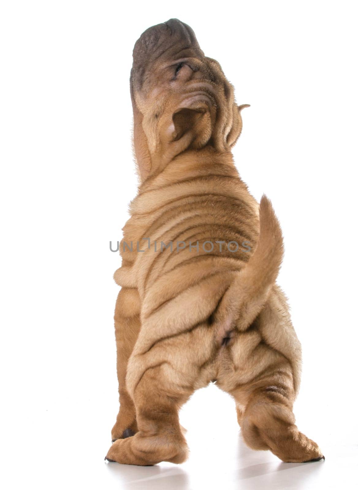 chinese shar pei puppy looking up isolated on white background - 4 months old