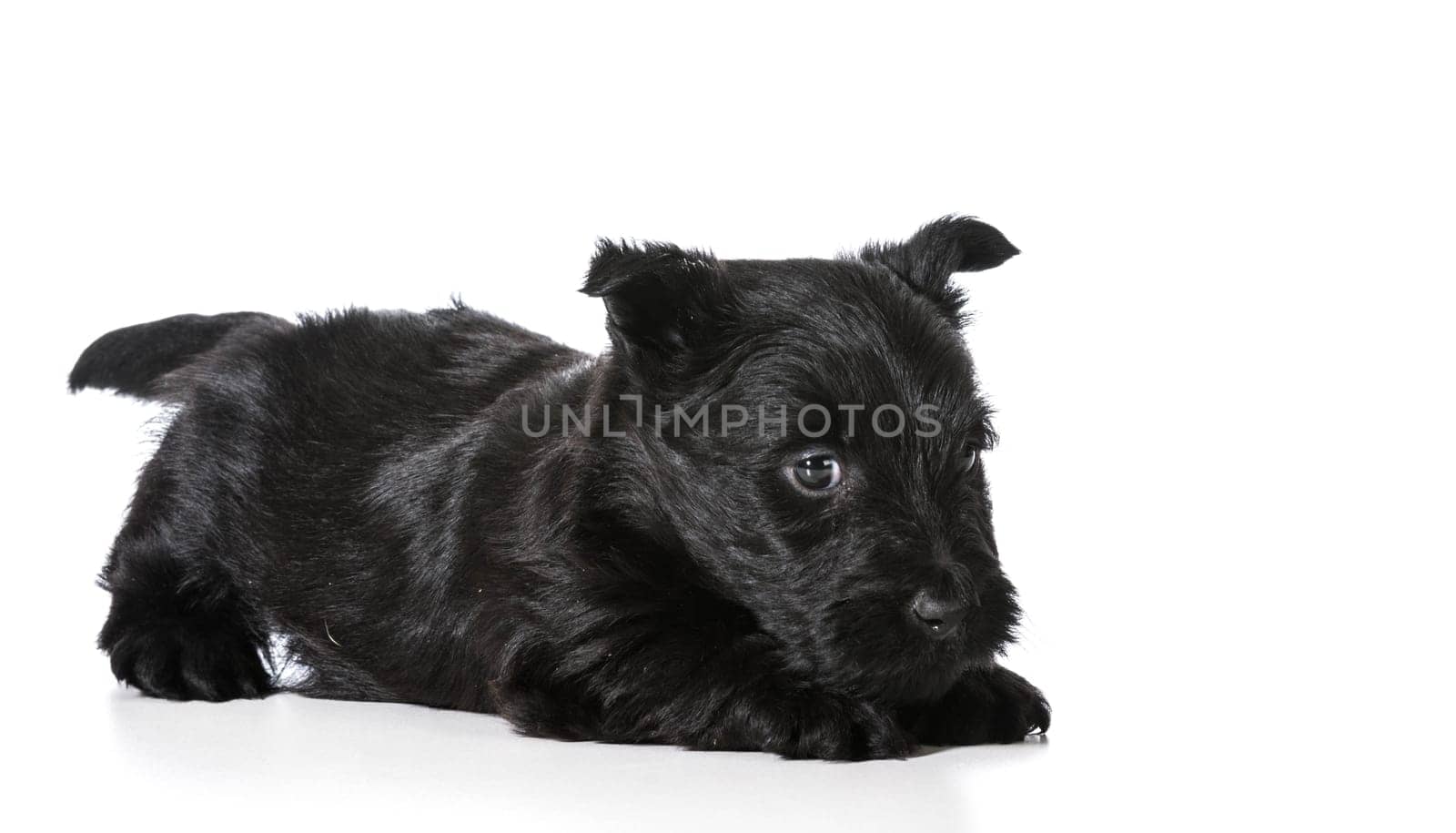 Scottish Terrier puppy in playful pose isolated on white background