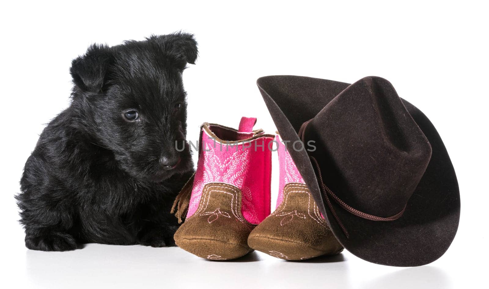 country dog - scottish terrier puppy sitting beside western boots and hat isolated on white background