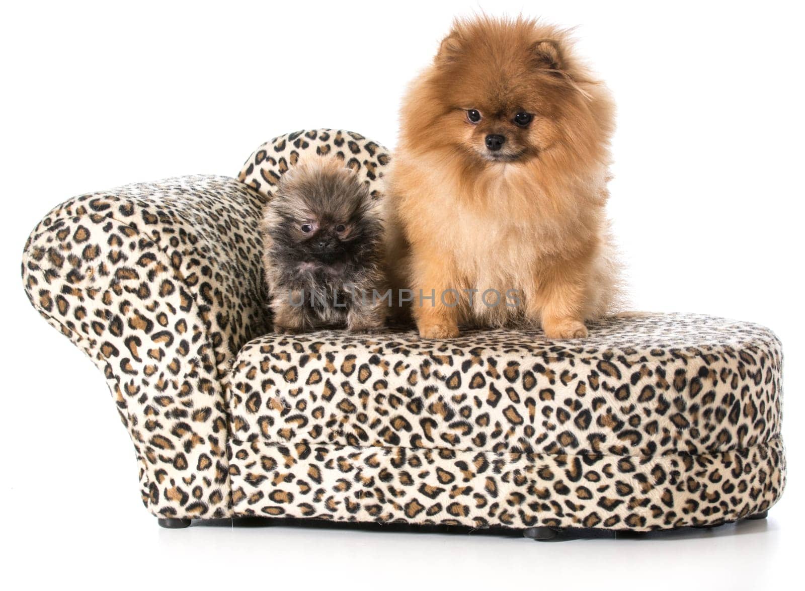 pomeranian adult and puppy on a couch