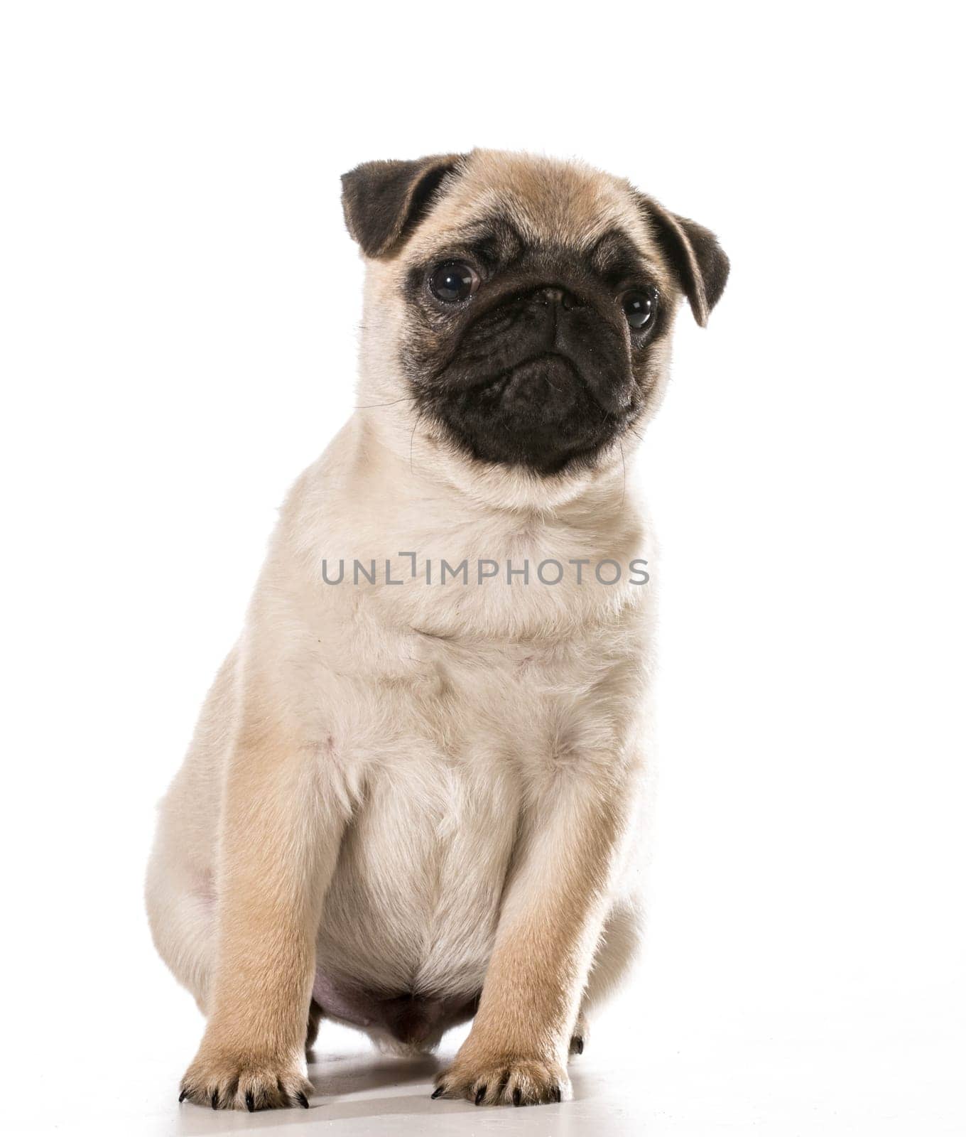 pug sitting leaning to the side isolated on white background