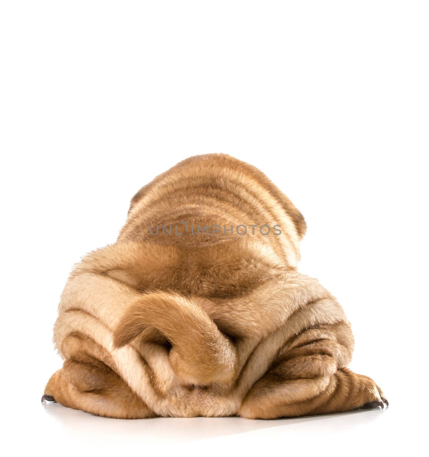 dog bum - chinese shar pei laying down isolated on white background