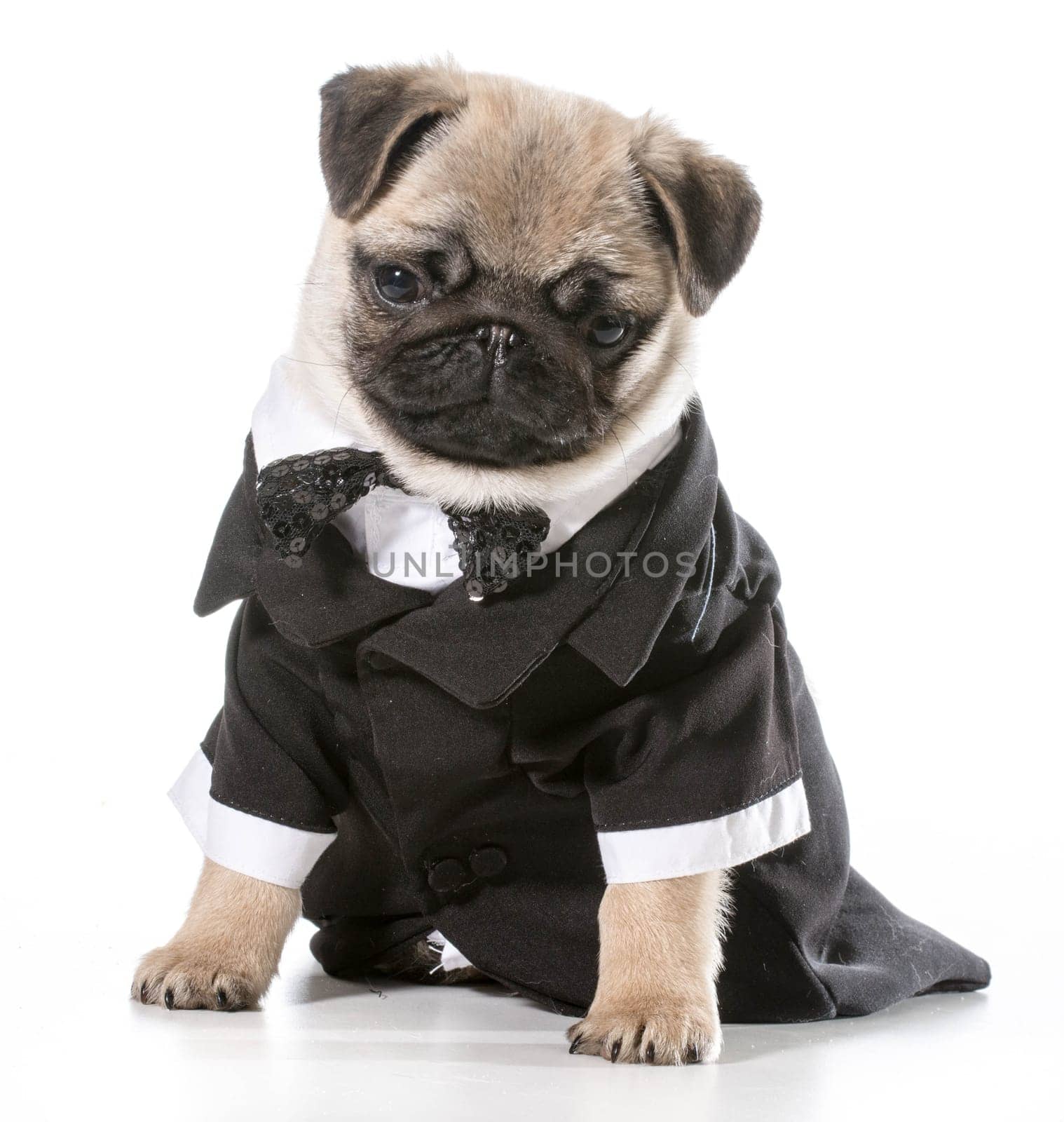 formal dog - pug wearing tuxedo isolated on white background