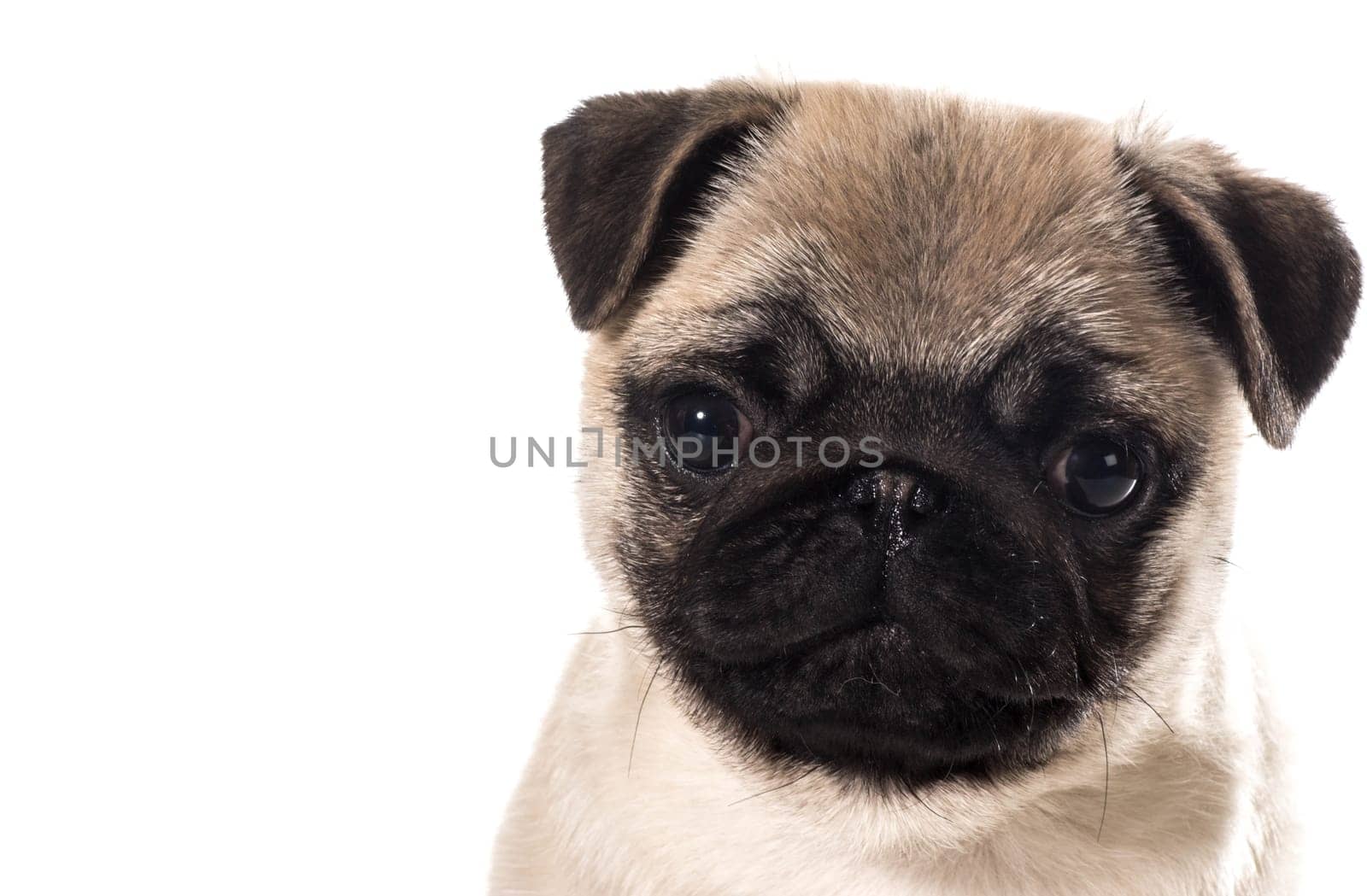 pug puppy portrait isolated on white background